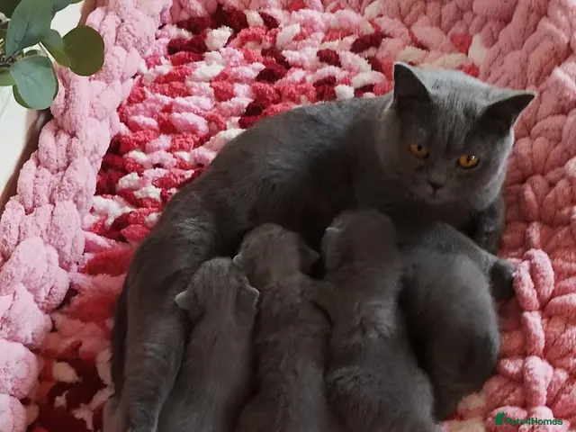 British Shorthair cats for sale: BRITISH SHORTHAIR KITTENS *3 available* - Advert 7