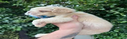 French Bulldog dogs for sale: BEAUTIFUL FLUFFY FRENCH BULLDOG PUPPIES - Advert 10