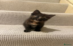 Domestic Shorthair cats for sale: Shorthair Kittens - Image 11
