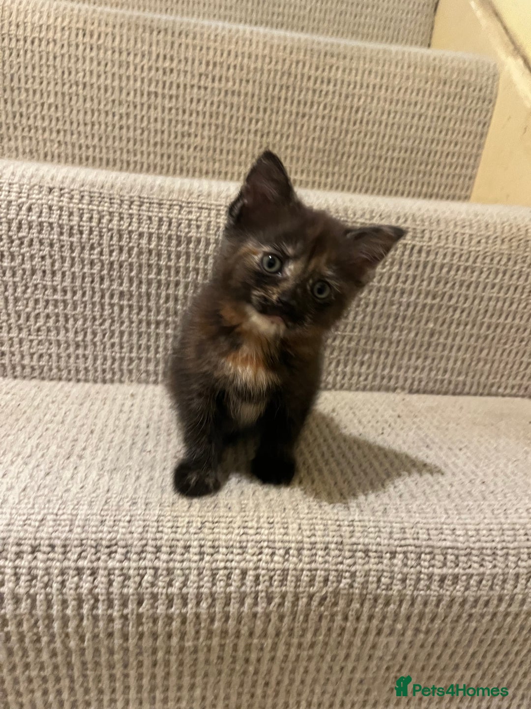 Domestic Shorthair cats for sale: Shorthair Kittens - Image 11