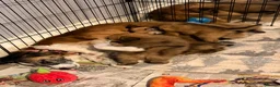 Mixed Breed dogs for sale: Gorgeous puppies  - Advert 3