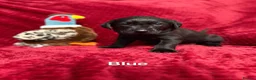 Labrador Retriever dogs for sale: Black Labrador Puppies  - Advert 4