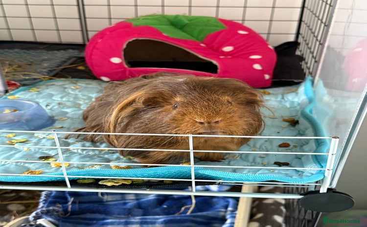 Guinea Pig rodents - Advert 7