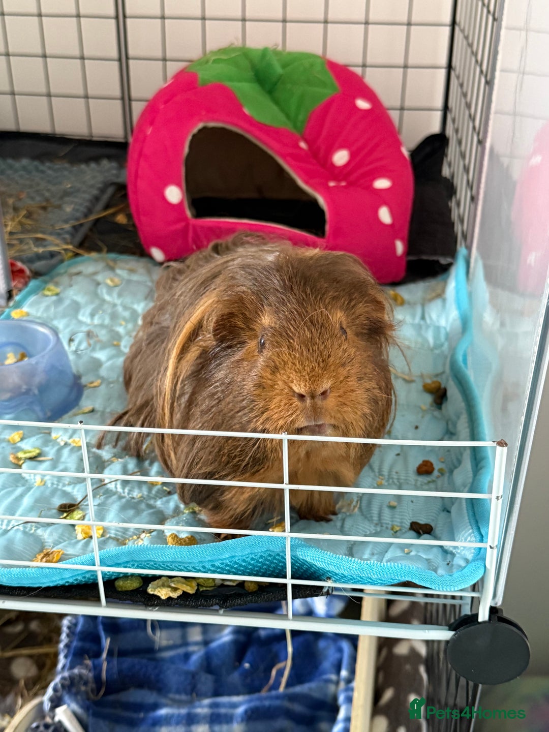 Guinea Pig rodents for sale: Male guinea pig for sale  - Image 1