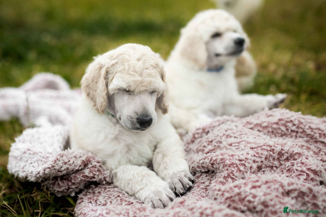 Standard Poodle dogs for sale: It has to be ALL WHITE Standard Poodle Puppies - Image 26