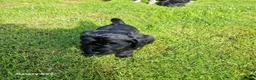 Schnoodle dogs for sale: Schnoodles  - Advert 6
