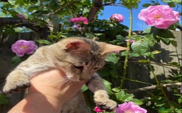 Savannah cats for sale: Pedigree F5 SBT SAVANNAH girl seeks forever home in Manchester - Image 22