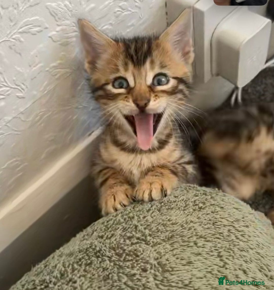 Bengal cats for sale: Beautiful Bengal mixed kittens - Image 8