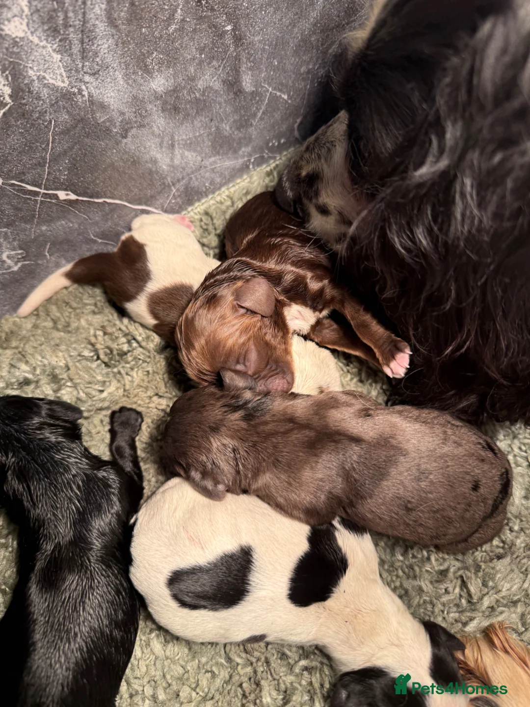 Cocker Spaniel dogs for sale: Cocker spaniel puppies seven boys three girls - Advert 2