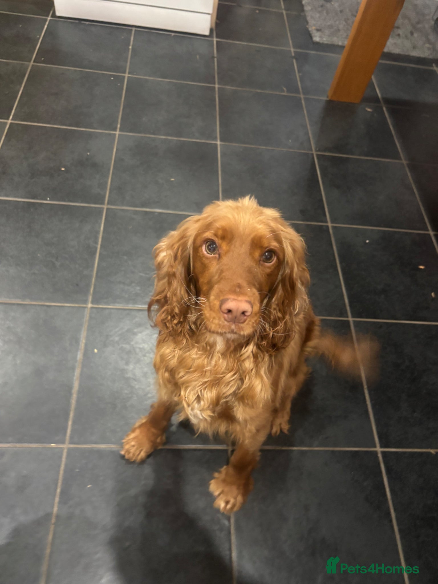 Cocker Spaniel dogs beautiful cocker spanial for sale  - Advert 1