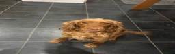Cocker Spaniel dogs for sale: beautiful cocker spanial for sale  - Advert 1