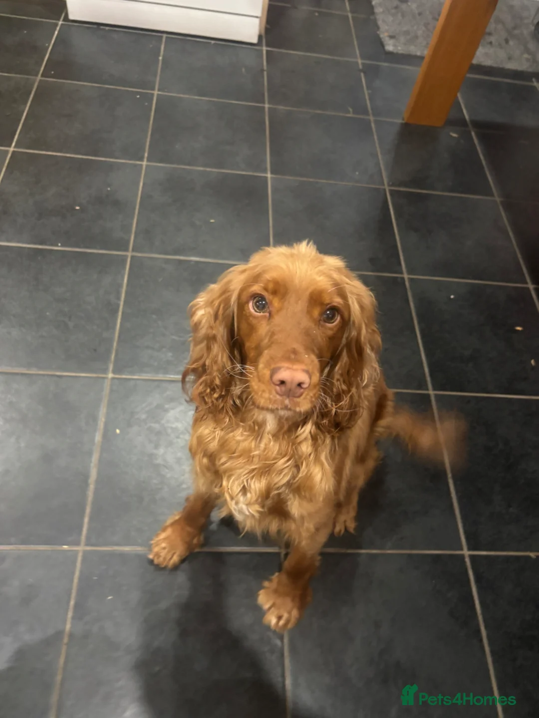 Cocker Spaniel dogs for sale: beautiful cocker spanial for sale  - Advert 1