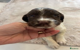 English Springer Spaniel dogs for sale: KC registered Springer spaniels puppies  - Image 36