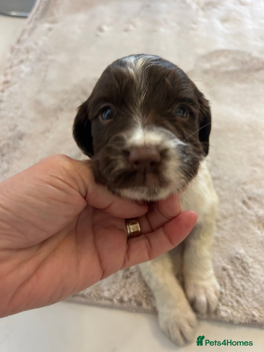 English Springer Spaniel dogs for sale: KC registered Springer spaniels puppies  - Image 36