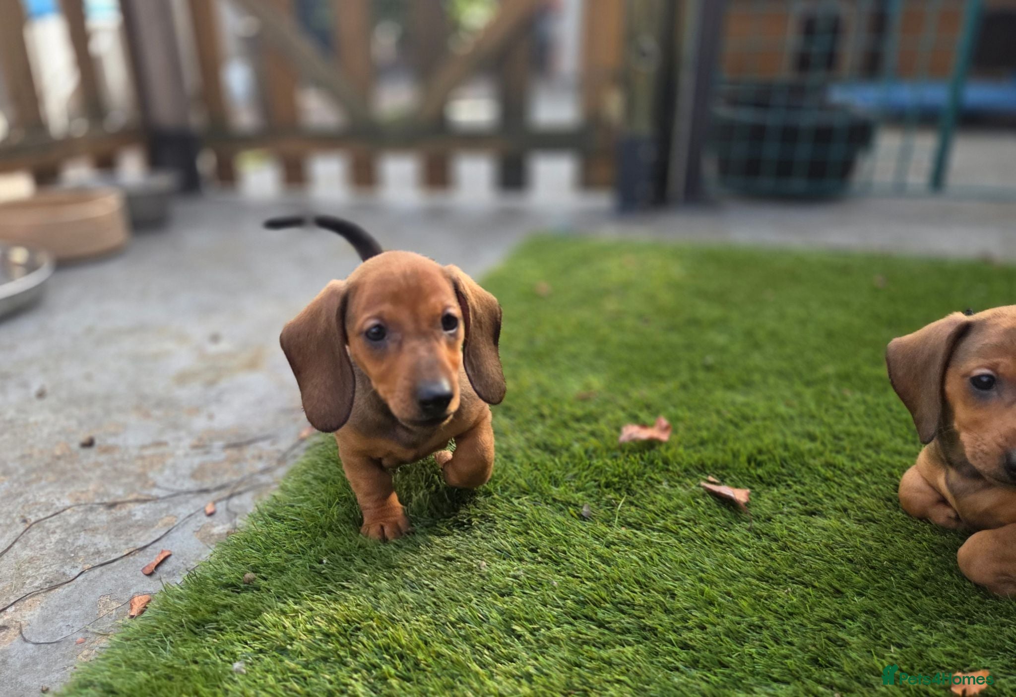 Dachshund dogs Standard Dachshund KC registered puppies - Advert 15