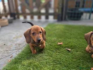 Dachshund dogs Standard Dachshund KC registered puppies - Advert 1