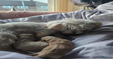 Mixed Breed dogs - Advert 1