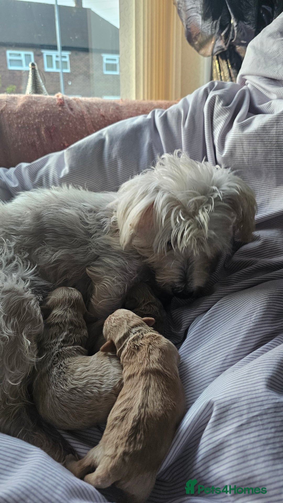 Mixed Breed dogs for sale: Westipoo - Image 7