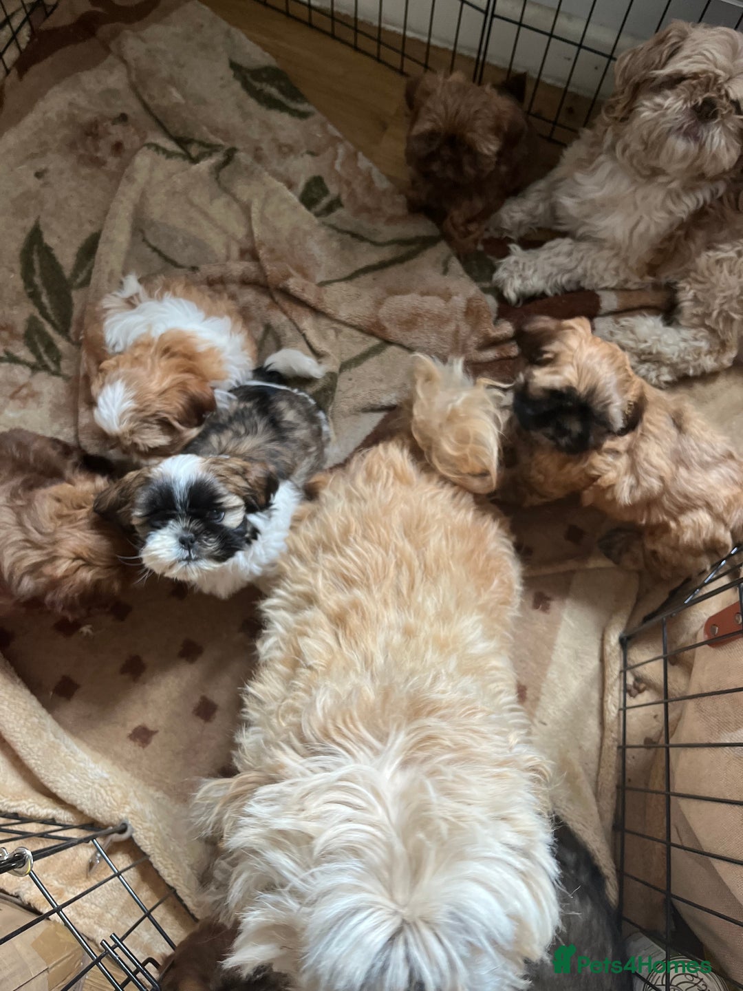 Shih Tzu dogs for sale: One female left - Image 3