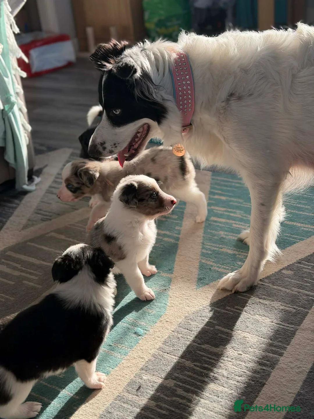 Border Collie dogs for sale: Beautiful Border Collies - Advert 12