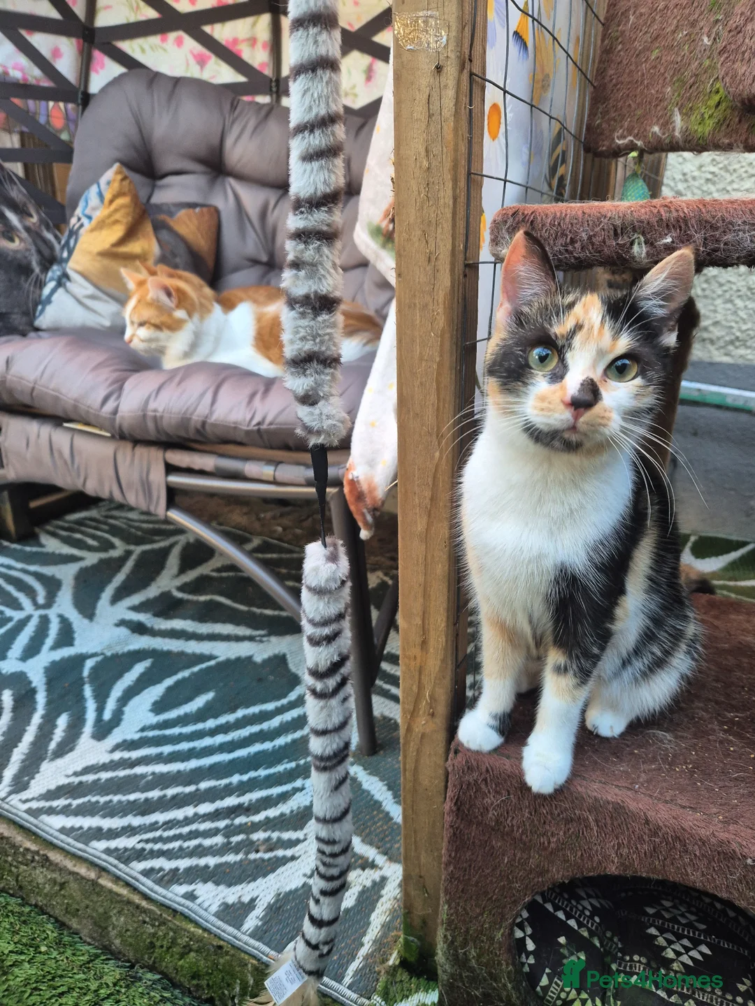 British Longhair cats for sale: Stunning Female Ginger Kittens - Advert 2