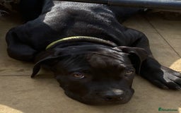 Cane Corso dogs for sale: Big Pure Cane Corso Puppies Ready Now!  - Image 22
