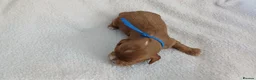 Cavapoo dogs for sale: F1 CAVAPOO PUPPIES  in Stevenage - Advert 17