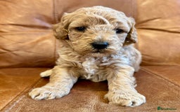 Toy Poodle dogs for sale: Toy poodles  - Image 15