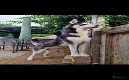 Siberian Husky dogs for sale: Siberian Husky Puppies - Image 24