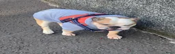 English Bulldog dogs for sale: Cookie - Advert 9