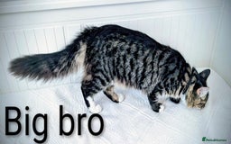 Bengal cats for sale: Beautiful Bengal x Mainecoon moggies - Image 19