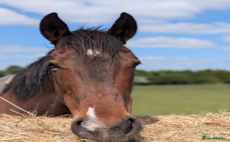 Irish Thoroughbred horses - Advert 2
