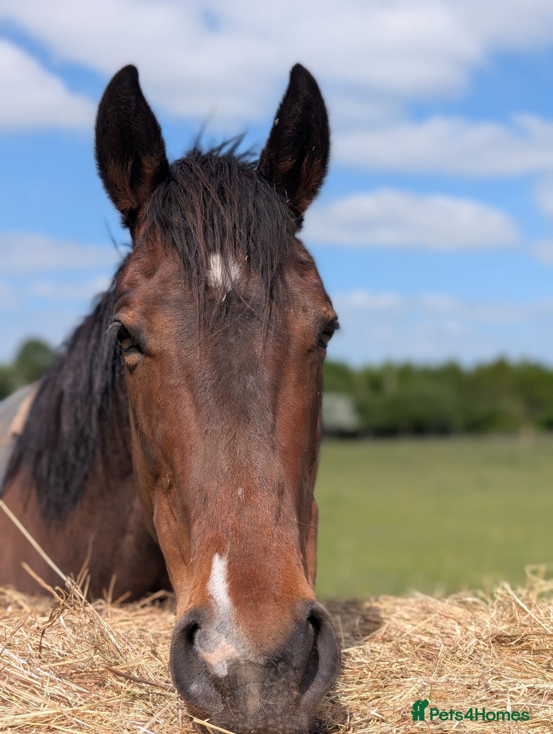 Irish Thoroughbred horses for sale: 15.1 9yo pretty bay mare  - Image 1