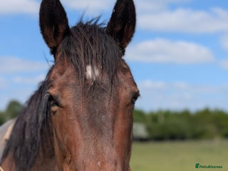 Irish Thoroughbred horses - Advert 4