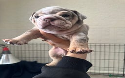 English Bulldog dogs for sale: English bulldog pups - Image 4