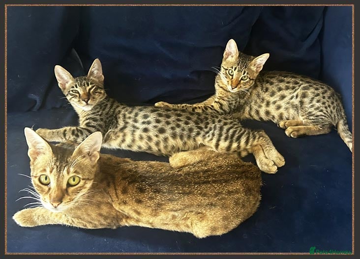 Savannah cats Super affectionate F6 SBT Savannah boy - Advert 3