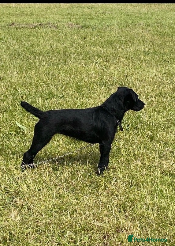 Patterjack dogs Patterjack  - Advert 7