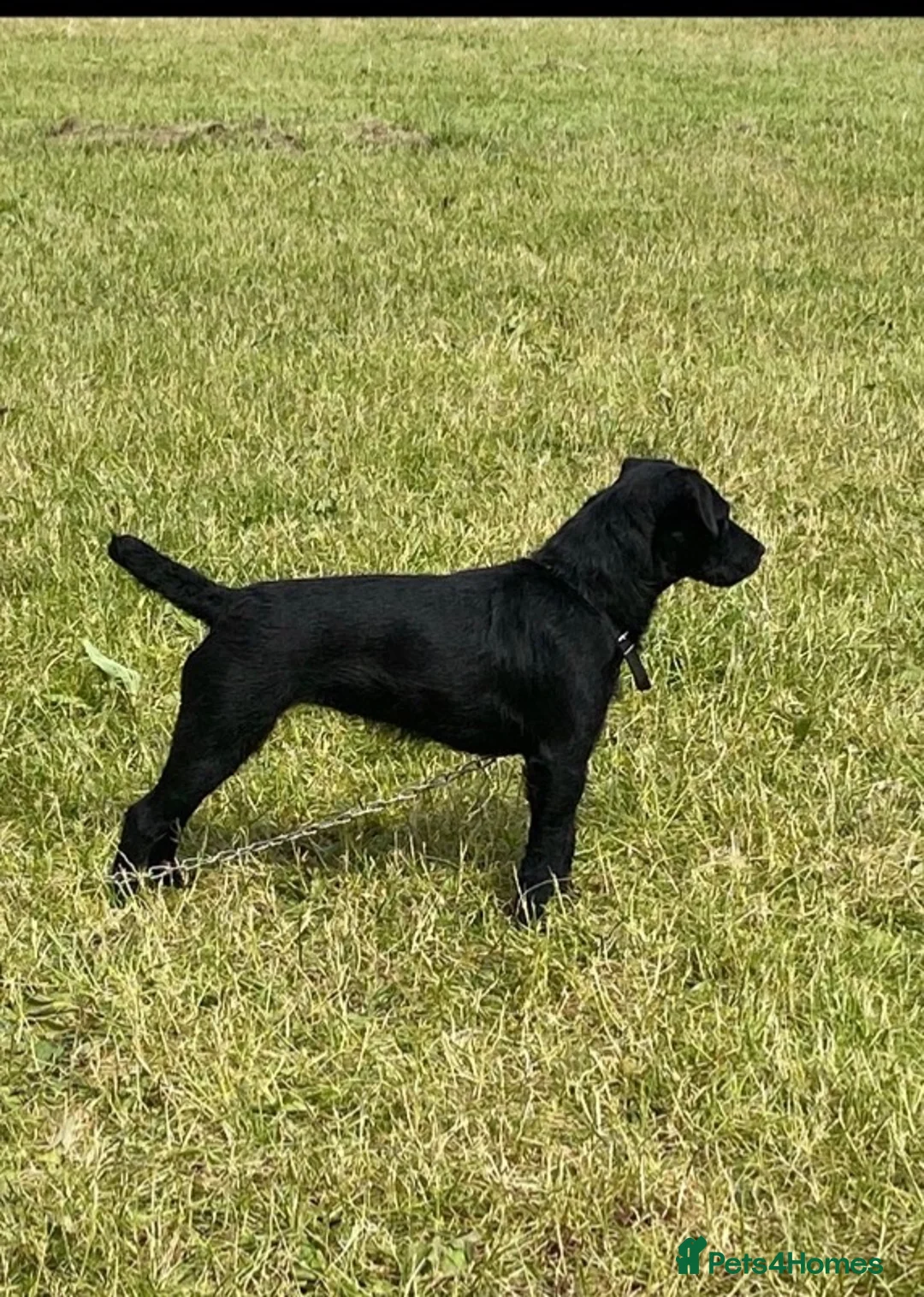 Patterjack dogs for sale: Patterjack  - Advert 1