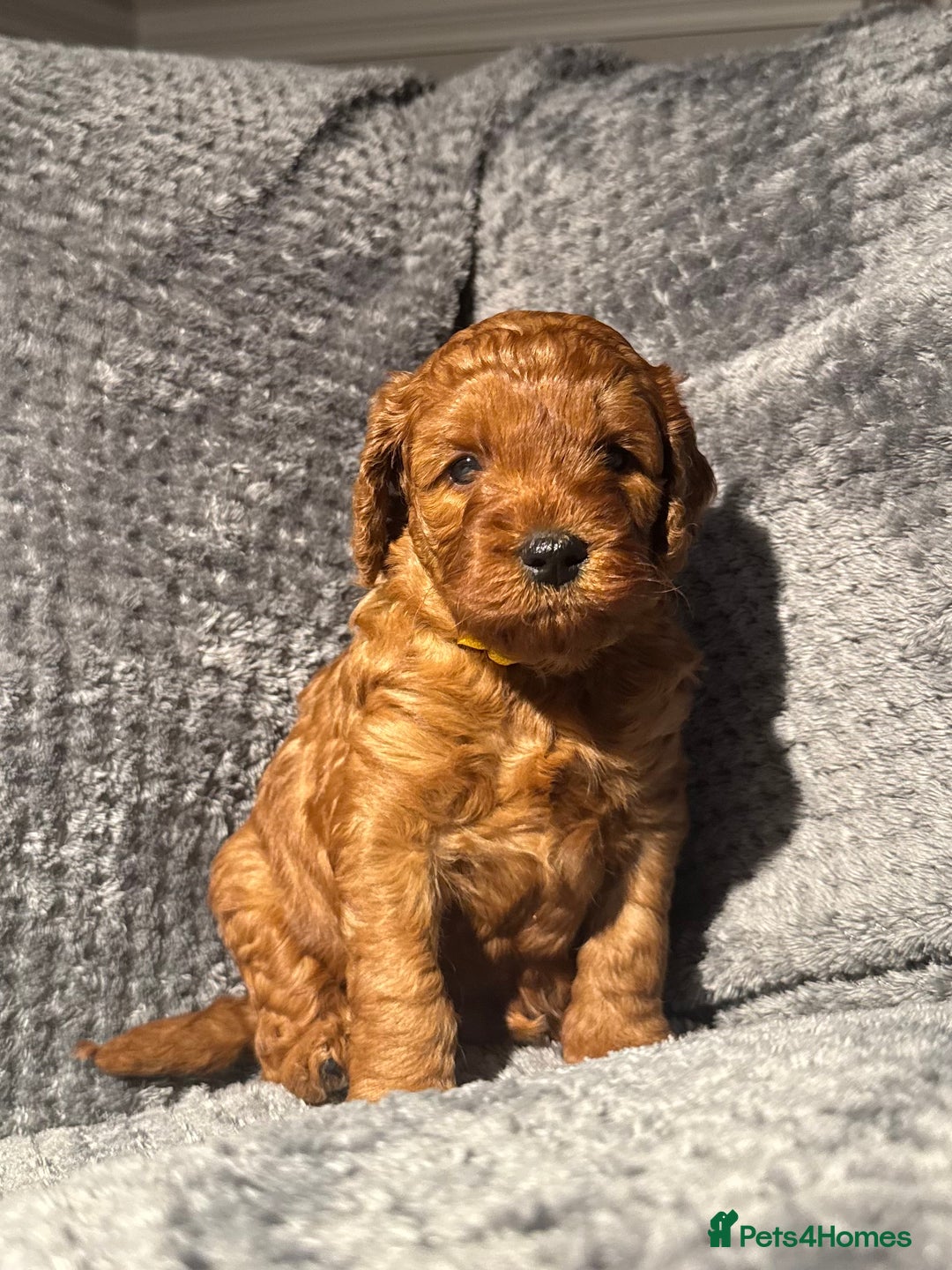 Cockapoo dogs for sale: Outstanding F1b Cockapoos, health tested clear - Advert 7