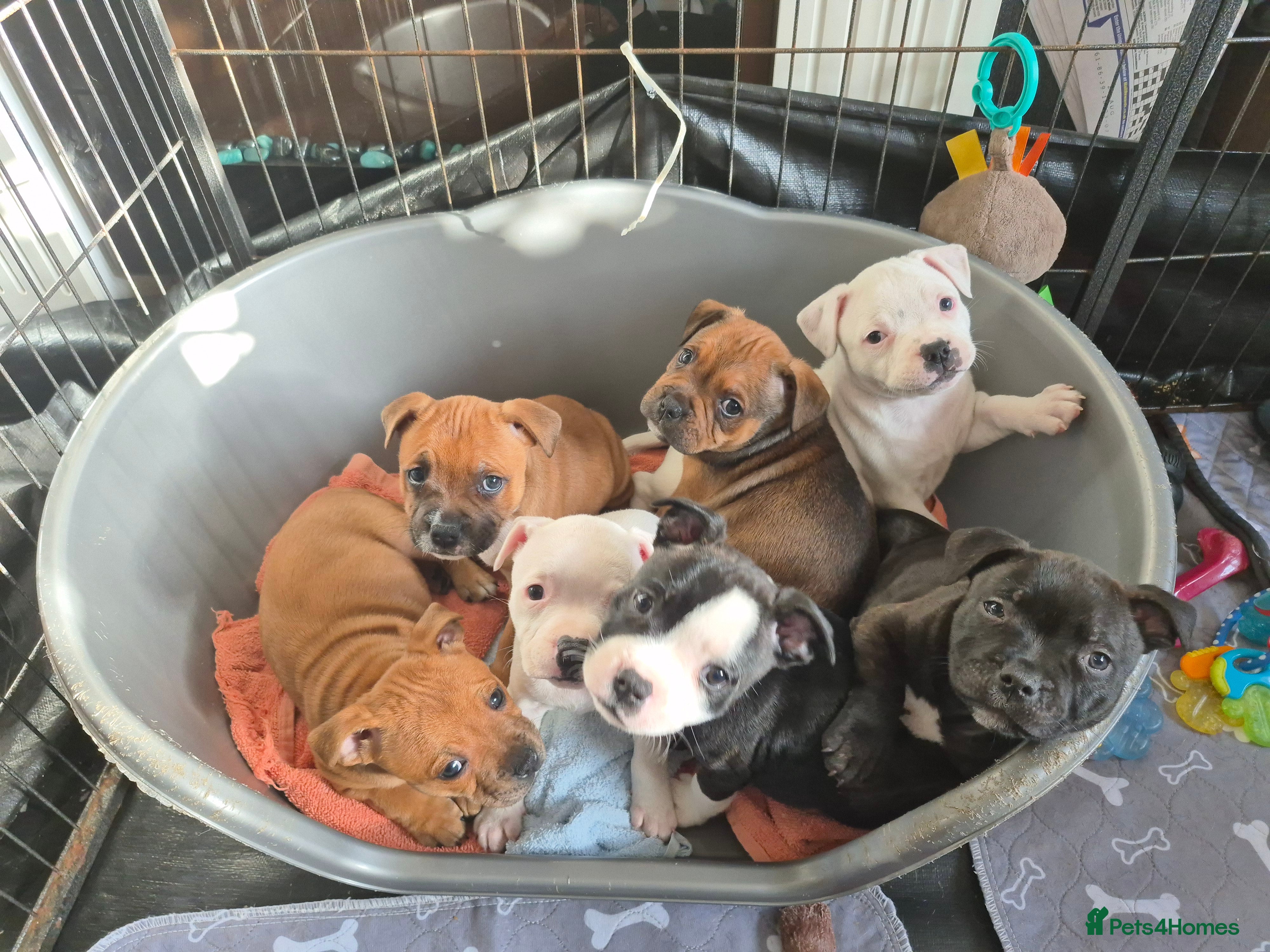 Staffordshire Bull Terrier dogs DNA HEALTH TESTED STAFFIE, BAER HEARING 2 LEFT  - Advert 1