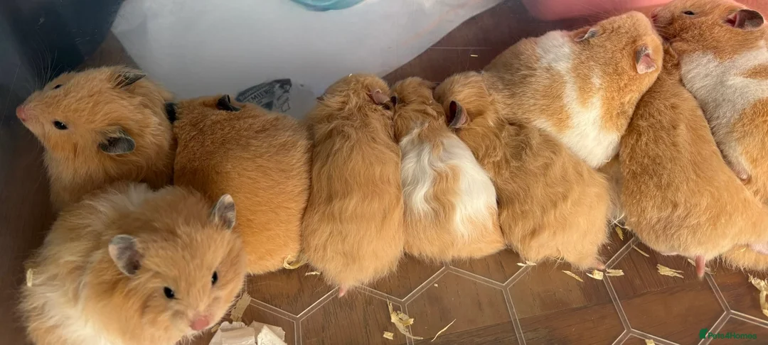 Hamster rodents for sale: Pedigree Syrian hamsters - Advert 1