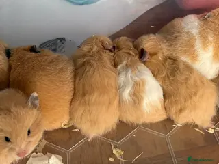 Hamster rodents Pedigree Syrian hamsters - Advert 17