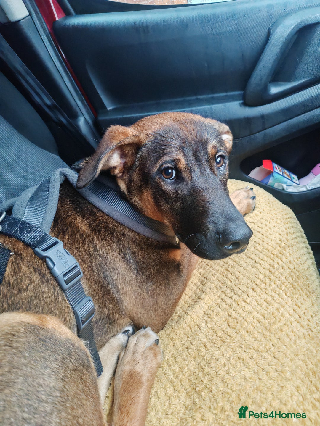Mixed Breed dogs for sale: Beautiful Doberman/Akita Cross – Loving, Boy - Advert 3