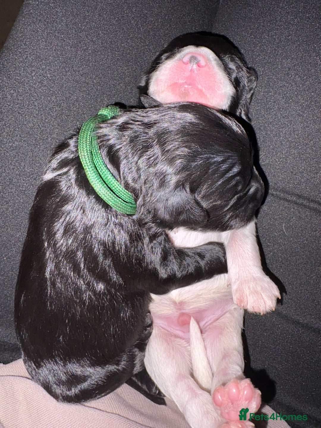 Mixed Breed dogs for sale: Beautiful Cavapoo puppies  - Advert 8