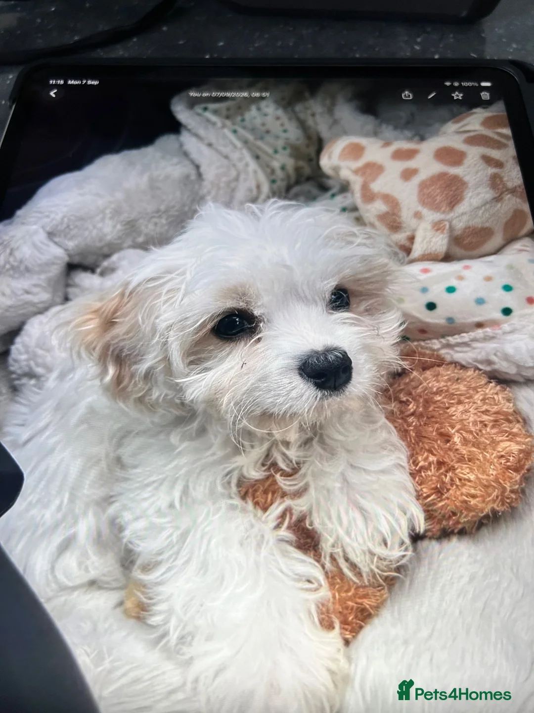 Mixed Breed dogs for sale: Cavachon puppy in North Shields - Advert 2