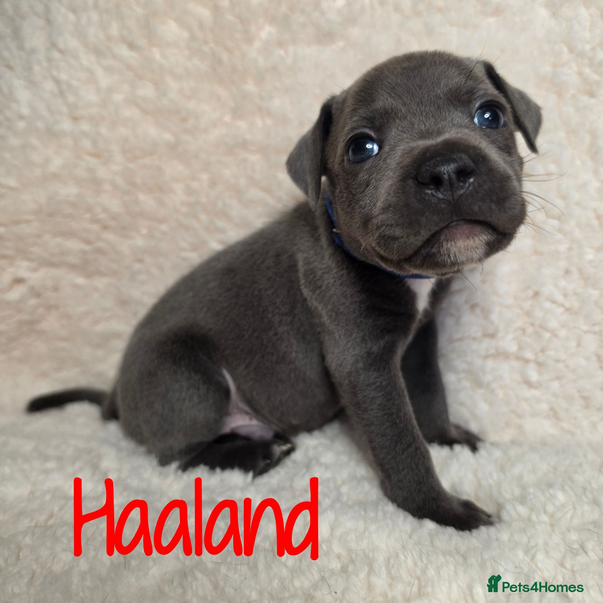 Staffordshire Bull Terrier dogs ⭐️ LAST REMAINING BOY ⭐️ WORLD CUP LITTER ⚽️ - Advert 1