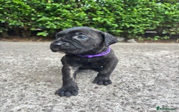 Cane Corso dogs for sale: 4 Cane corso puppy’s  - Image 3