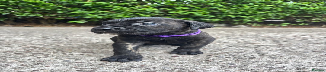 Cane Corso Puppy 1 