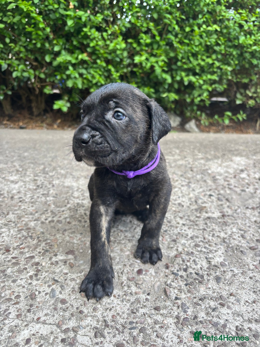 Cane Corso dogs for sale: 4 Cane corso puppy’s  - Image 3
