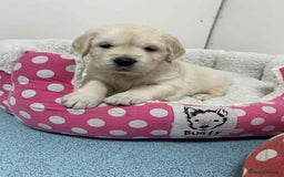 Golden Retriever dogs for sale: Gorgeous KC reg Golden Retriever Puppies - Image 26